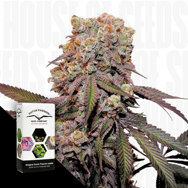 Dutch Passion Auto Candy Bubatz XL