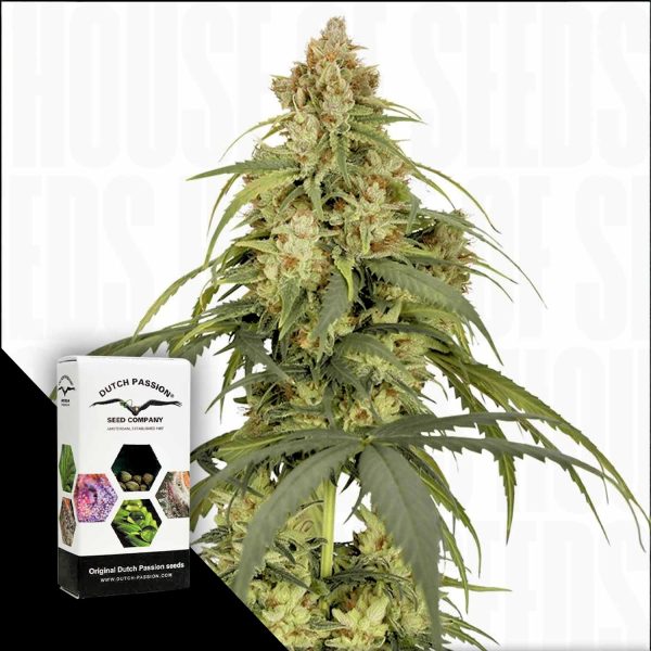 Dutch Passion Auto CBD-Victory