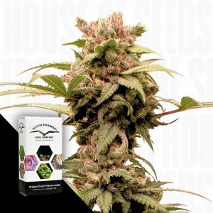 Auto Cbg Force Dutch Passion