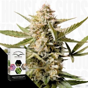 Auto Cinderella Jack Dutch Passion
