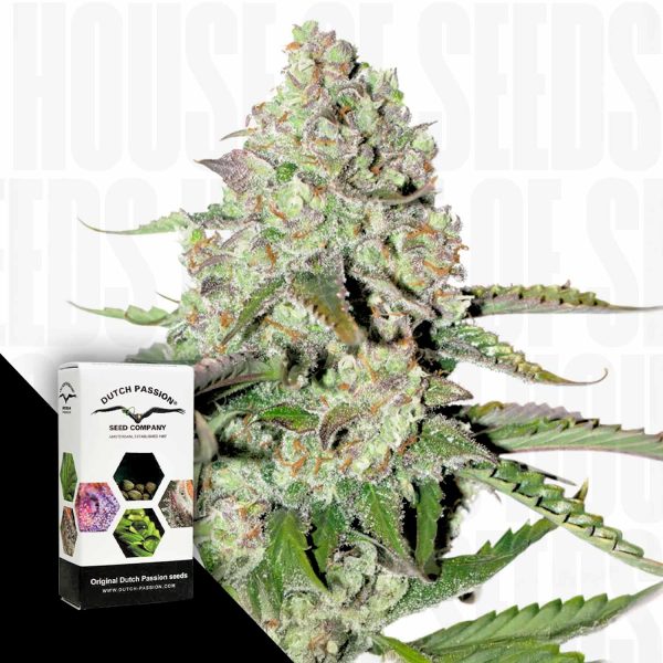 Dutch Passion Auto Colorado Cookies