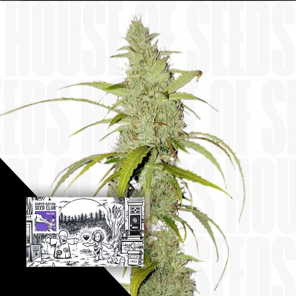 Super Sativa Seed Club Auto Creeper