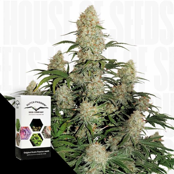 Dutch Passion Auto Critical Orange Punch