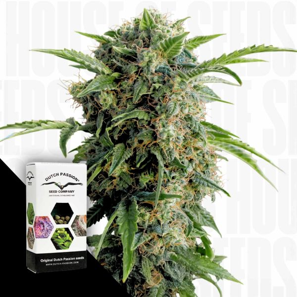 Dutch Passion Auto Daiquiri Lime