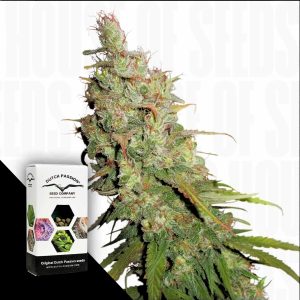 Auto Desfrn Dutch Passion