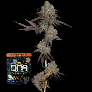 Auto Dna Cake Dna Genetics