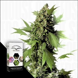Auto Duck Dutch Passion
