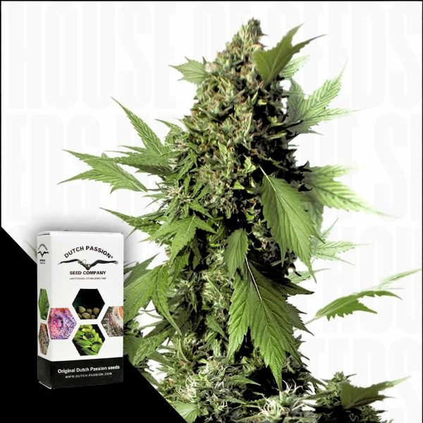 Dutch Passion Auto Duck