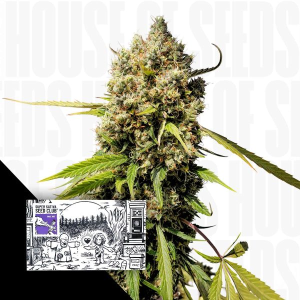 Super Sativa Seed Club Auto Elephant