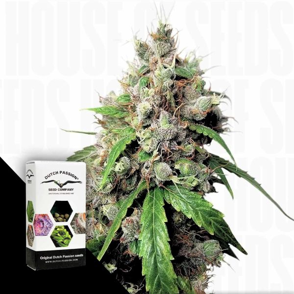 Dutch Passion Auto Euforia