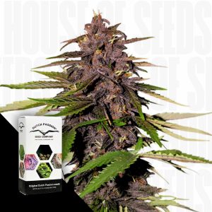 Auto Forbidden Cherry Dutch Passion