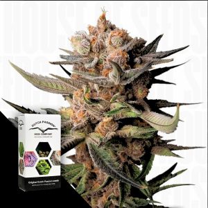 Auto Frozen Biscotti Dutch Passion
