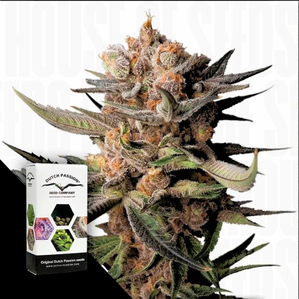 Dutch Passion Auto Frozen Biscotti