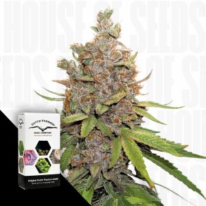 Auto Glueberry Og Dutch Passion