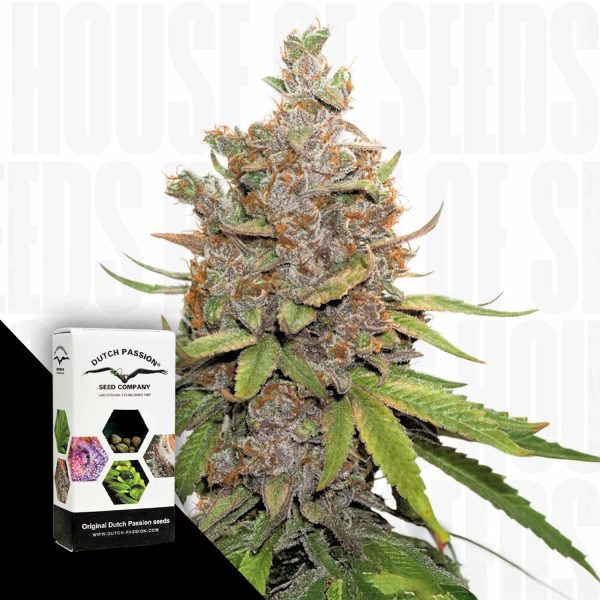 Dutch Passion Auto Glueberry O.G.
