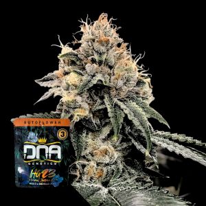Auto Hg23 Dna Genetics