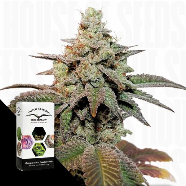 Dutch Passion Auto Kerosene Krash