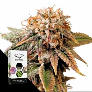 Auto Kingston Punch Dutch Passion