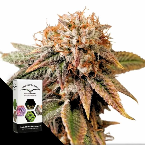 Dutch Passion Auto Kingston Punch