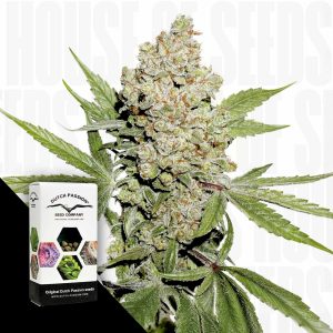 Auto Lemon Kix Dutch Passion