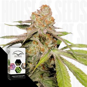 Auto Mac 1 Dutch Passion