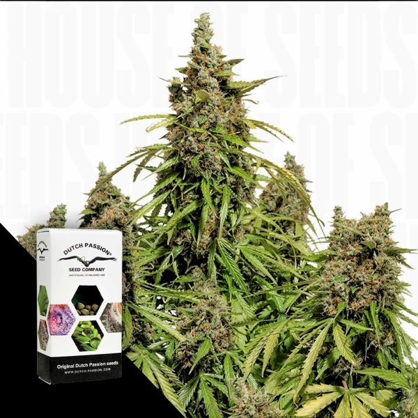 Dutch Passion Auto Mazar