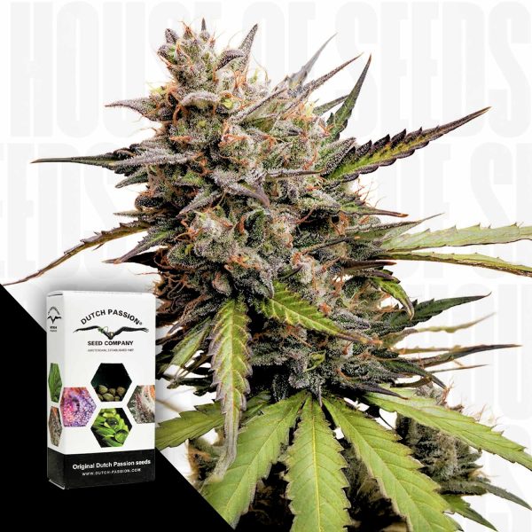 Dutch Passion Auto Melonade Runtz