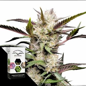 Auto Mimosa Punch Dutch Passion