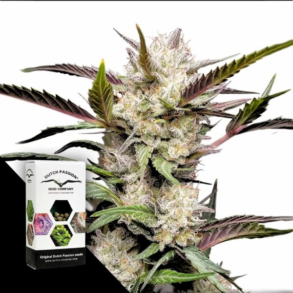 Dutch Passion Auto Mimosa Punch