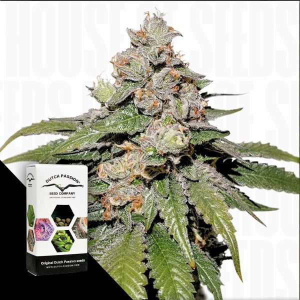 Dutch Passion Auto Mokum’s Tulip