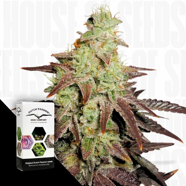 Dutch Passion Auto Night Queen