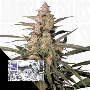 Auto Northern Dragon Fuel Super Sativa Seed Club