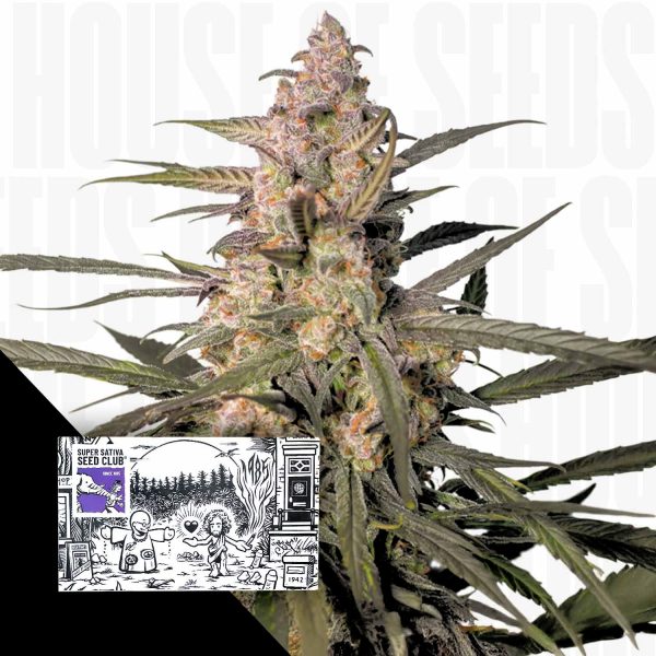 Super Sativa Seed Club Auto Northern Dragon Fuel