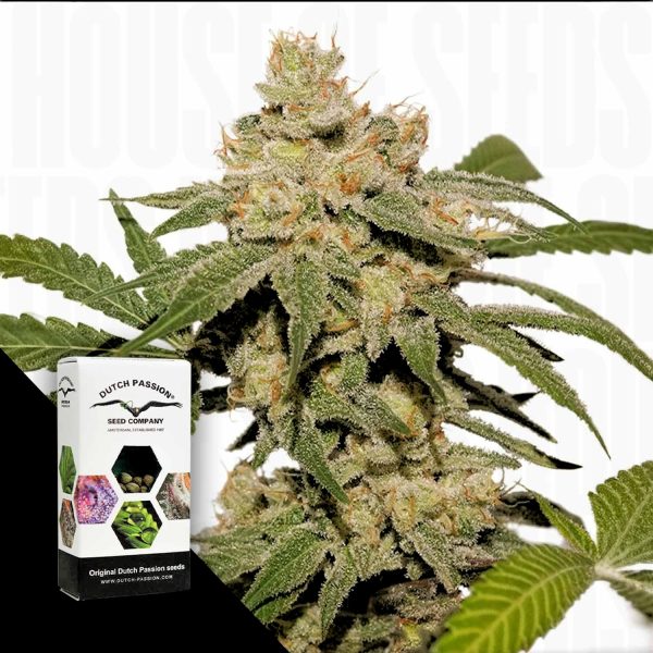 Dutch Passion Auto Oh My Gusher