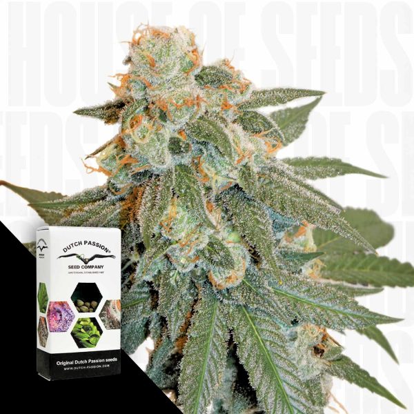 Dutch Passion Auto Orange Bud