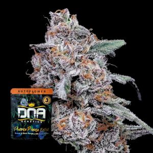Auto Purple People Eater Dna Genetics