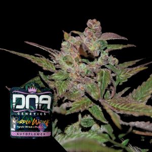 Auto Purple Wreck Dna Genetics