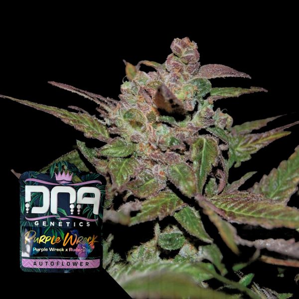 DNA Genetics AUTO Purple Wreck