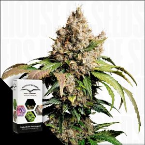 Auto Red Tropicana Cookies Dutch Passion