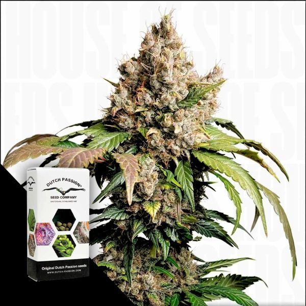 Dutch Passion Auto Red Tropicana Cookies
