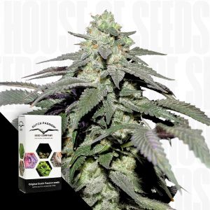 Auto Skywalker Haze Dutch Passion
