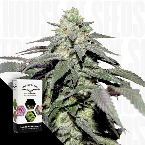 Dutch Passion Auto Skywalker Haze
