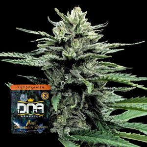 Auto Strawberry Banana Dna Genetics