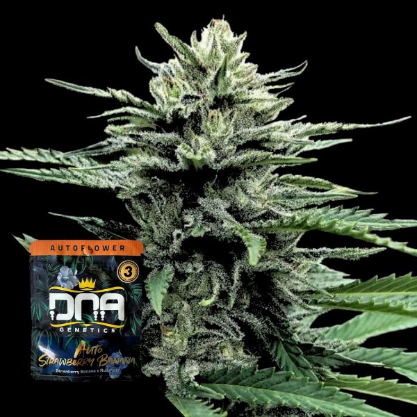 DNA Genetics AUTO Strawberry Banana