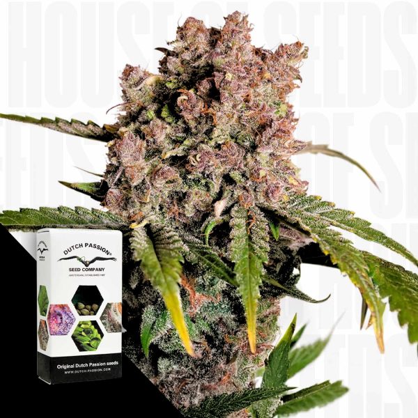 Dutch Passion Auto Strawberry Soda