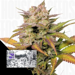 Auto Sweet Bourbon Kush Super Sativa Seed Club