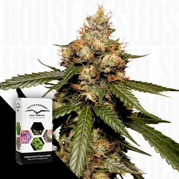Dutch Passion Auto THC-Victory