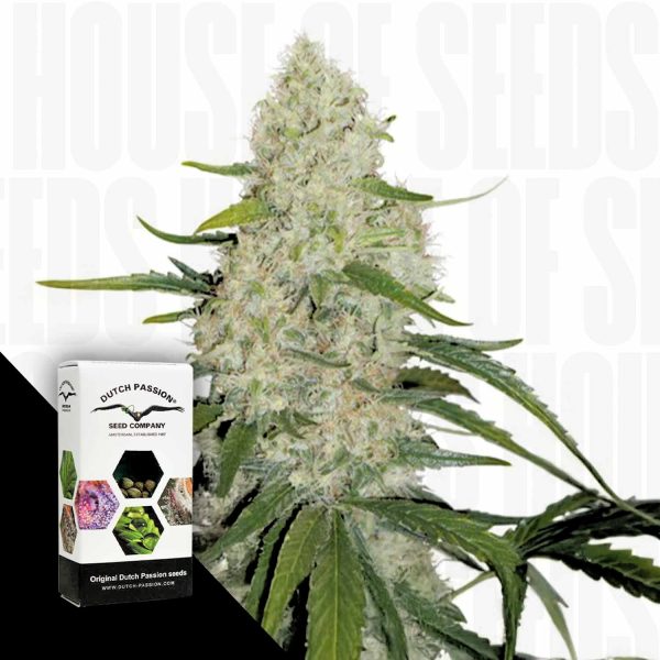 Dutch Passion Auto Think Big