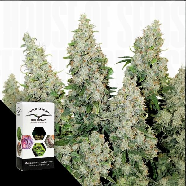 Dutch Passion Auto Think Different