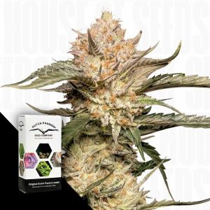 Auto Trichome Cream Dutch Passion